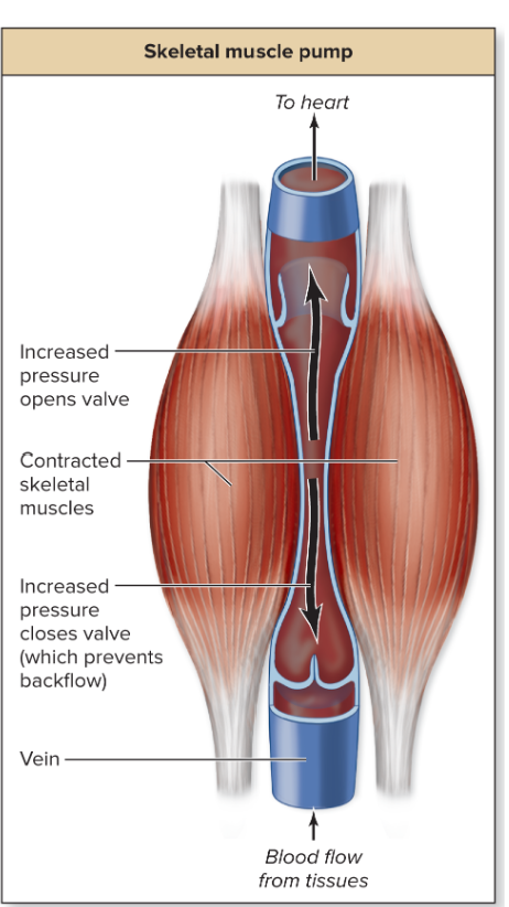 <p>How does the Skeletal muscle pump work?</p>