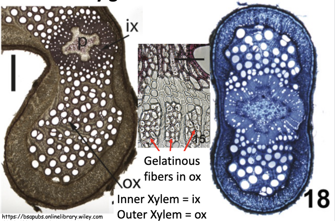 <p>Outer xylem has gelatinous fiber</p>