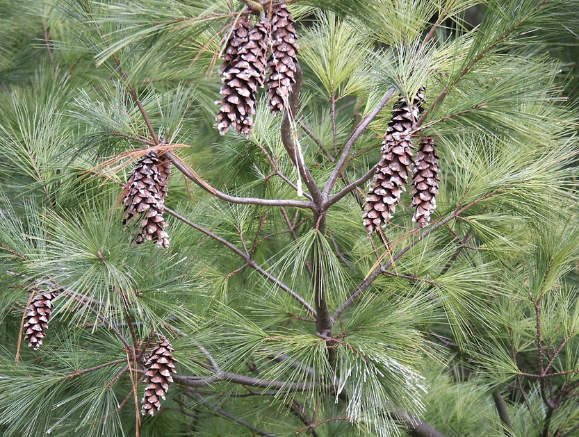 <p><em>Pinus strobus</em></p><p>Pinaceae</p>