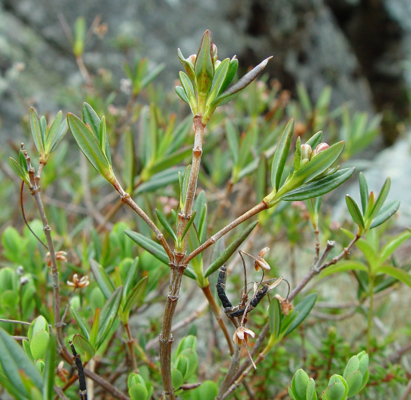 <p><em>Kalmia polifolia</em></p>