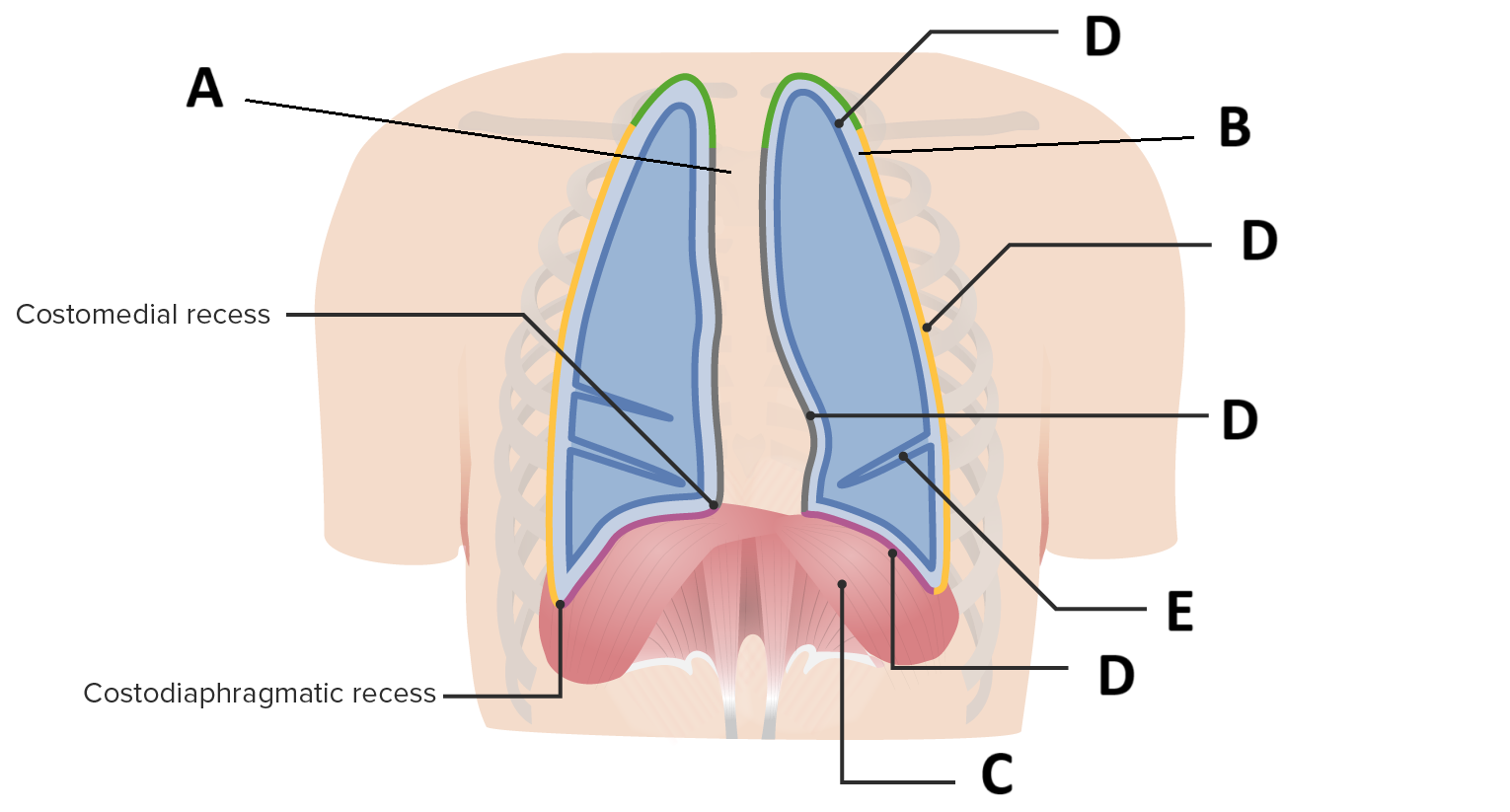<p>B</p>