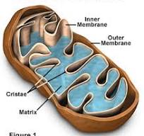 <p>mitochondria</p>