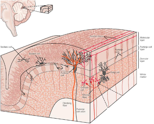 <p>The five cell types of neurons in the cerebellar cortex are arranged in a highly ordered, repeating architecture</p>
