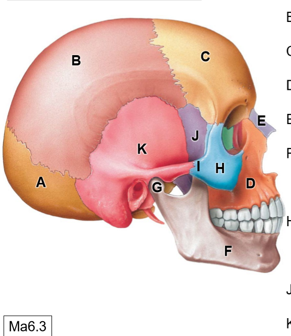 <p>I</p>