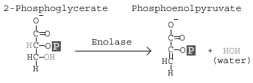 <p>2-phosphoglycerate » phosphoenolpyruvate</p>