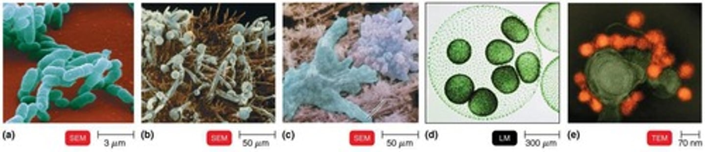 <p>Methanogens, extreme halophiles, and extreme thermophiles.</p>