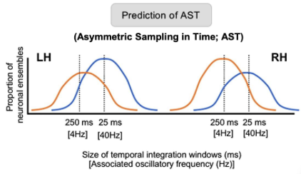 <ul><li><p><span style="background-color: transparent;"><span>The Asymmetric Sampling in Time theory (AST; Poeppel, 2003) proposes that auditory cortices preferentially sample at rates tuned to fundamental speech units.</span></span></p></li><li><p><span style="background-color: transparent;"><span>While the left auditory cortex would integrate auditory signals preferentially into ∼ 20–50 ms segments that correspond roughly to the phoneme length</span></span></p></li><li><p><span style="background-color: transparent;"><span>The right auditory cortex would preferentially integrate over ∼ 100–300 ms and thus optimise sensitivity to slower acoustic modulations, e.g., voice and musical instrument periodicity, speech prosody, and musical rhythms.</span></span></p></li></ul><p></p>