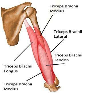 <p>Triceps Brachii</p>