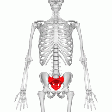 <p><span>a </span><strong>"Sacred Triangle"</strong><span> or a </span><strong>"wedge-shaped shield"</strong><span> at the base of your spine</span></p>