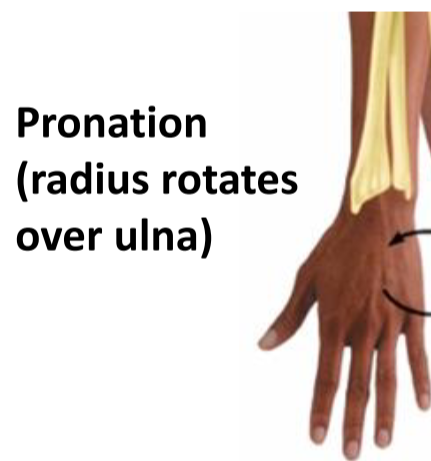 <p>Pronation</p>