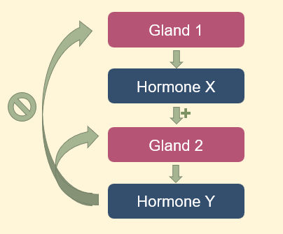 <p>Negative feedback loops </p>