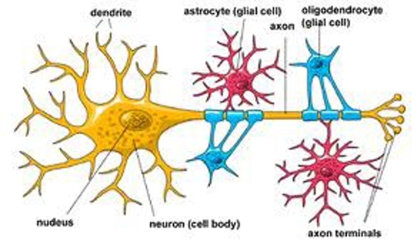 <p>Support cells. More numerous than neurons. Always making CSF</p>