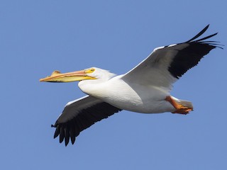 <p>American White Pelican</p>