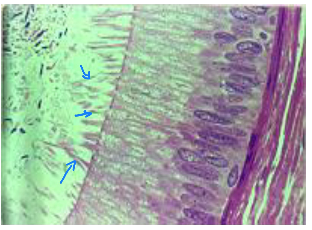 term image