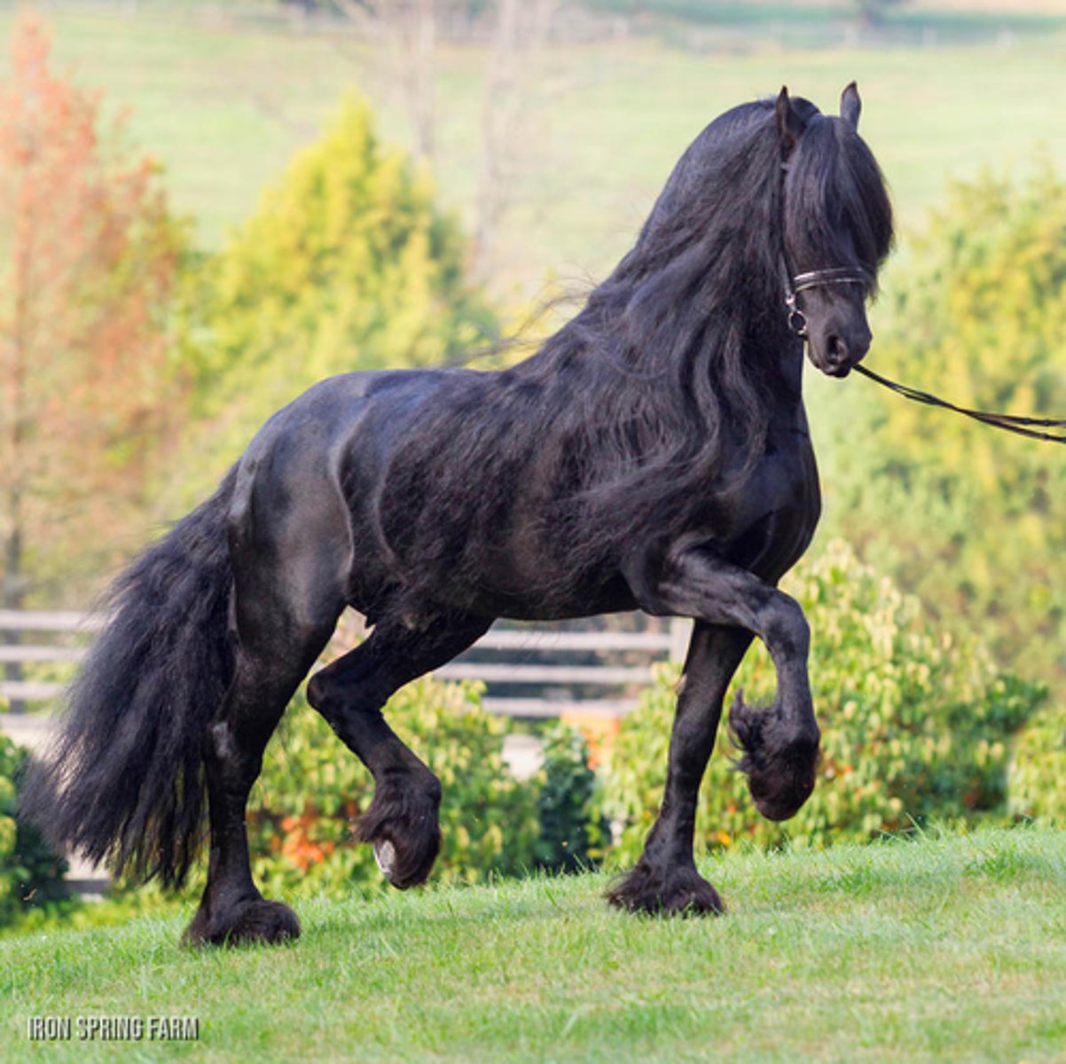<p>what horse breed is this?</p>