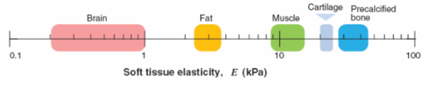 <ul><li><p>measure stiffness through elasticity </p></li><li><p>calcified bone is very stiff </p></li><li><p>brain is soft </p></li><li><p>heart is stiff</p></li><li><p>bone is rigid </p></li></ul><p></p>