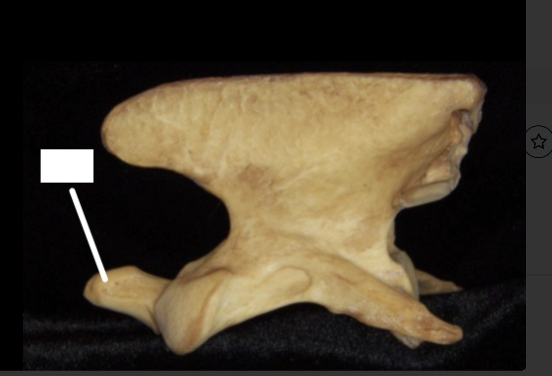 <p>fill in the blank </p>