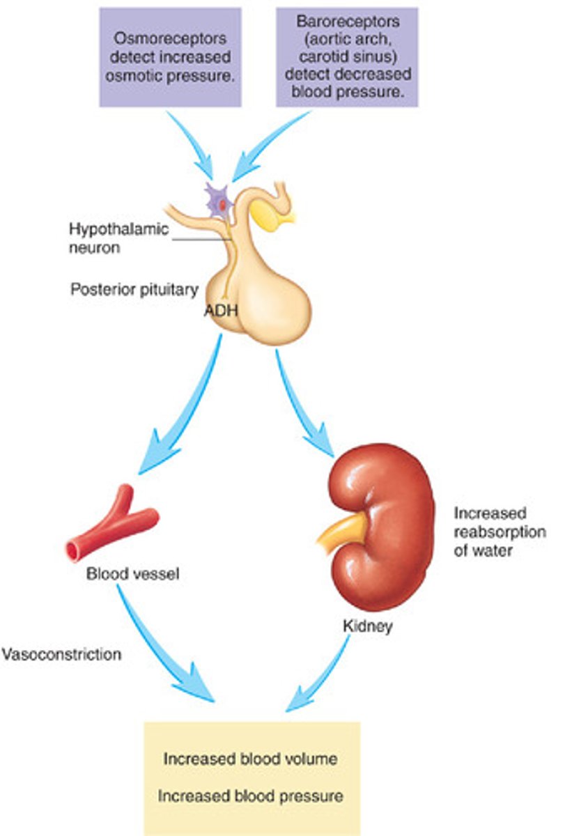 <p>Control of water and solute levels in the blood to maintain a constant water potential in the body</p>