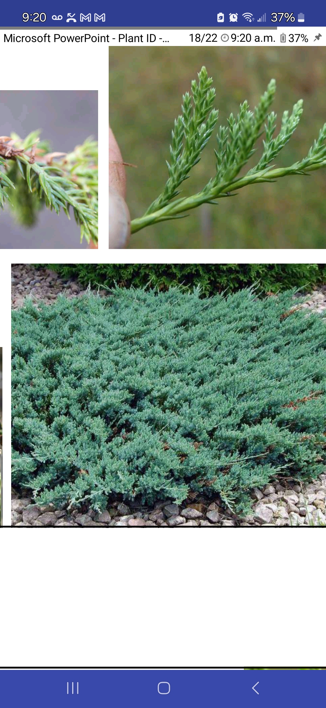<p>Horizontal juniper</p>