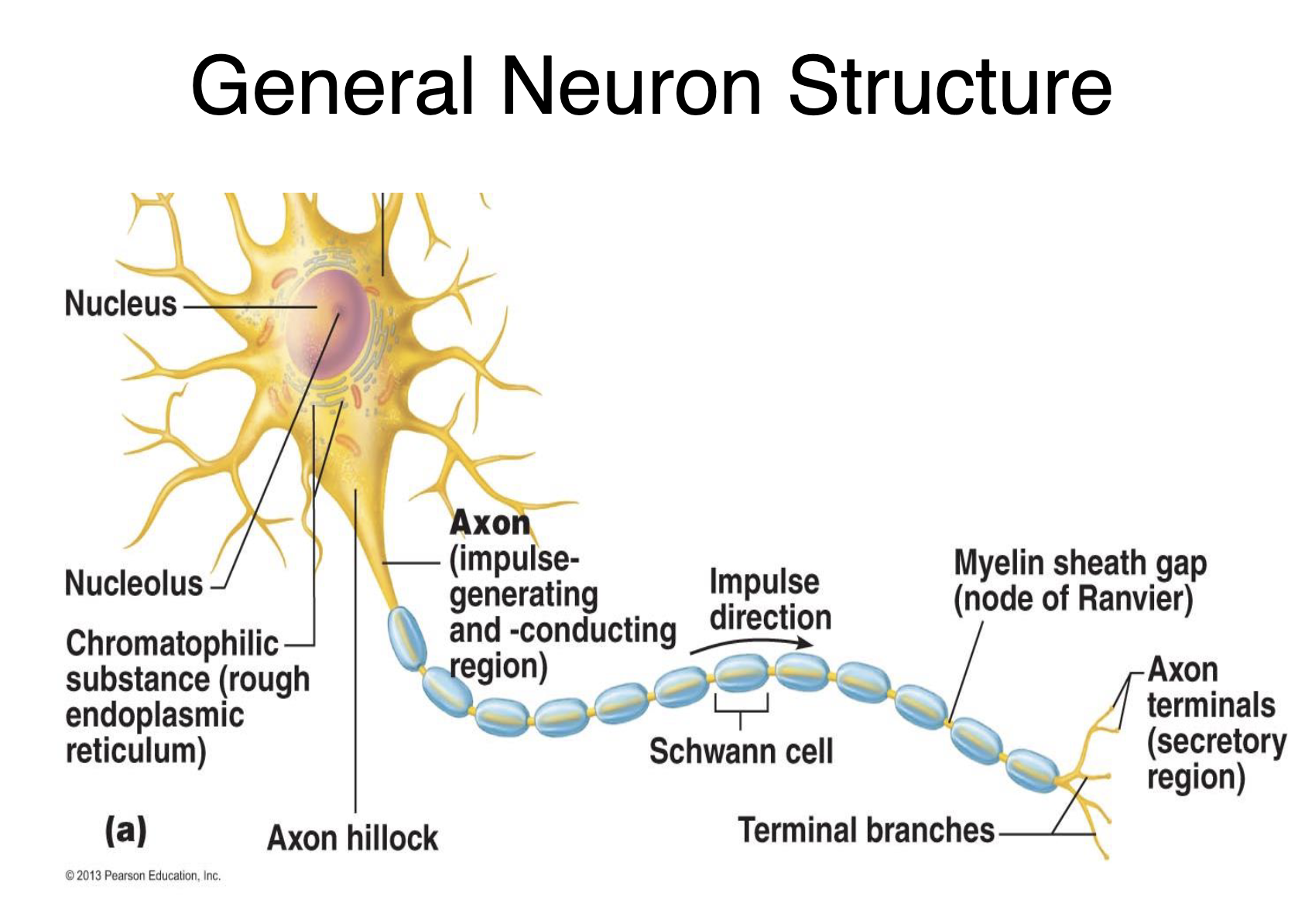 
1. **Cell body (aka soma)** = contains the nucleus and other organelles; support the chemical processing of the neuron; the most important of which is the production of neurotransmitters
2. **Axon** = transmits information to effector cells, or to the next neuron
3. **Dendrite** = receives information from sensory receptors or from another neuron