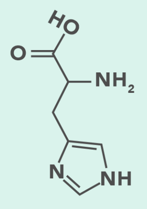 <ul><li><p>Positively Charged (Basic)</p></li><li><p><u>Side chain is ionizable at physiological pH (~7.4)</u></p></li></ul><p></p>