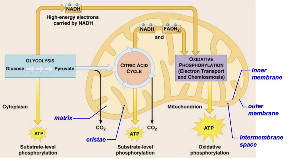 <ul><li><p>C6H12O6 + 6 (O2) → 6 (CO2) + 6 (H2O)</p></li><li><p>ADP + P → ATP(s)</p></li><li><p>the point is to break apart the sugar in a controlled way to release energy that can be captured to store in ATP by bonding ADP +P together with the energy coming from the sugar</p></li><li><p>the energy stored in glucose by photosynthesis is released by cellular respiration and repackaged into the energy of ATP</p></li></ul>