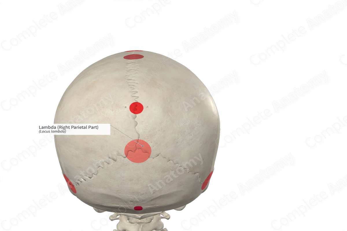 <p>Posterior skull</p>