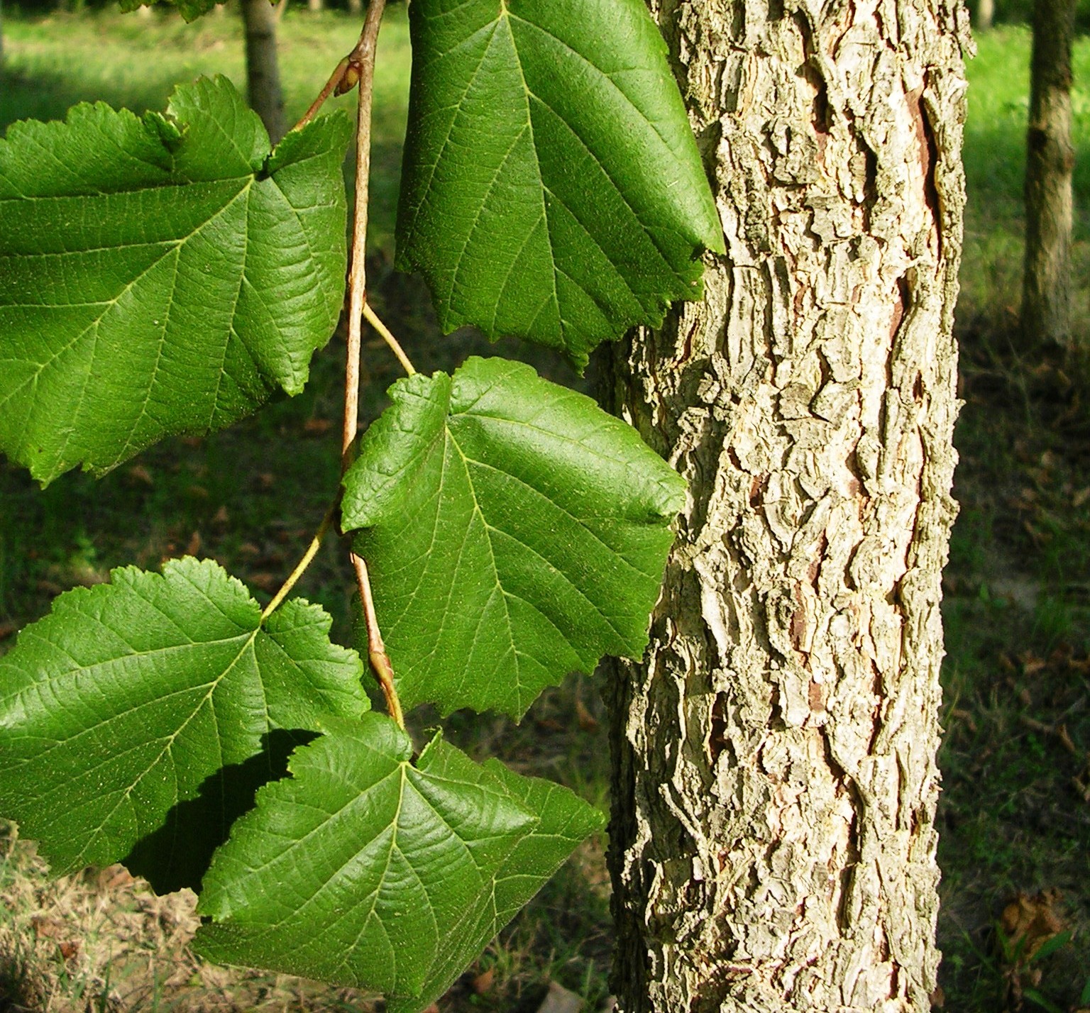 <p>Turkish hazel. Alternate, doubly serrated leaves, cordate base. Older bark flakes to reveal orange color beneath.</p>