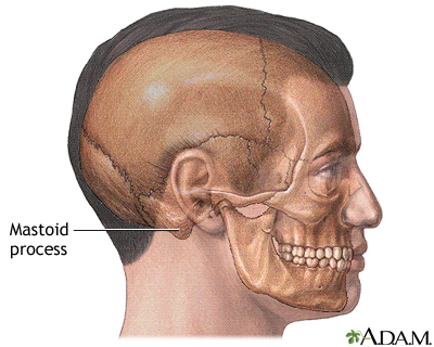 <p>be able to palpate</p>