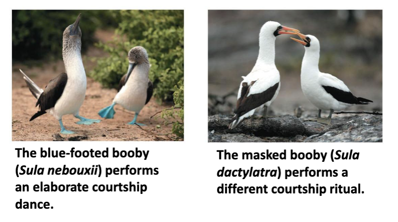 <ul><li><p>species have different behaviours that are not preferred by individuals of other species</p><ul><li><p>enables mate recognition</p></li><li><p>Prezygotic barrier</p></li></ul></li></ul><p></p>