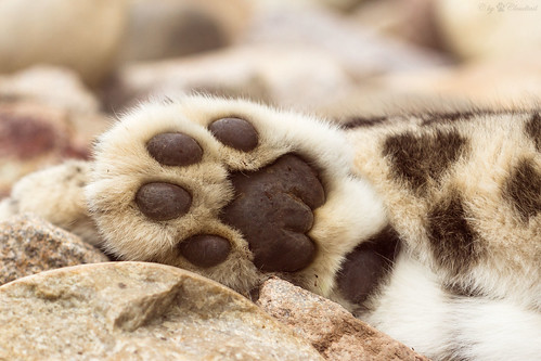 <p>foot, paw</p>