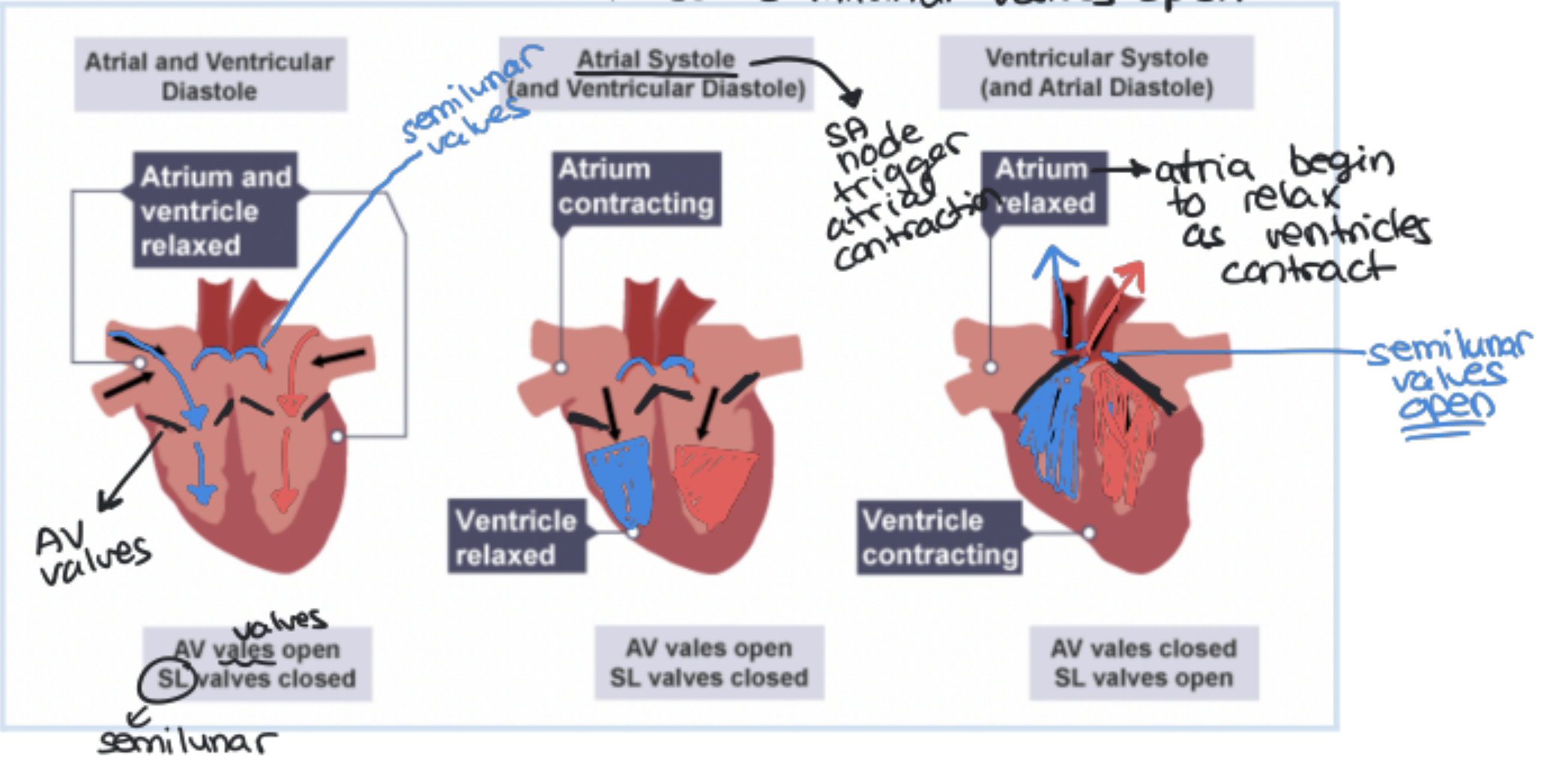 <p>3 Step Process:</p><ol><li><p>Atrial and Ventricular Diastole (chambers are relaxed and filling with blood)</p></li><li><p>Atrial Systole (atria contract and remaining blood is pushed into ventricles)</p></li><li><p>Ventricular Systole (ventricles contract and push blood out through aorta and pulmonary artery)</p></li></ol><p></p>