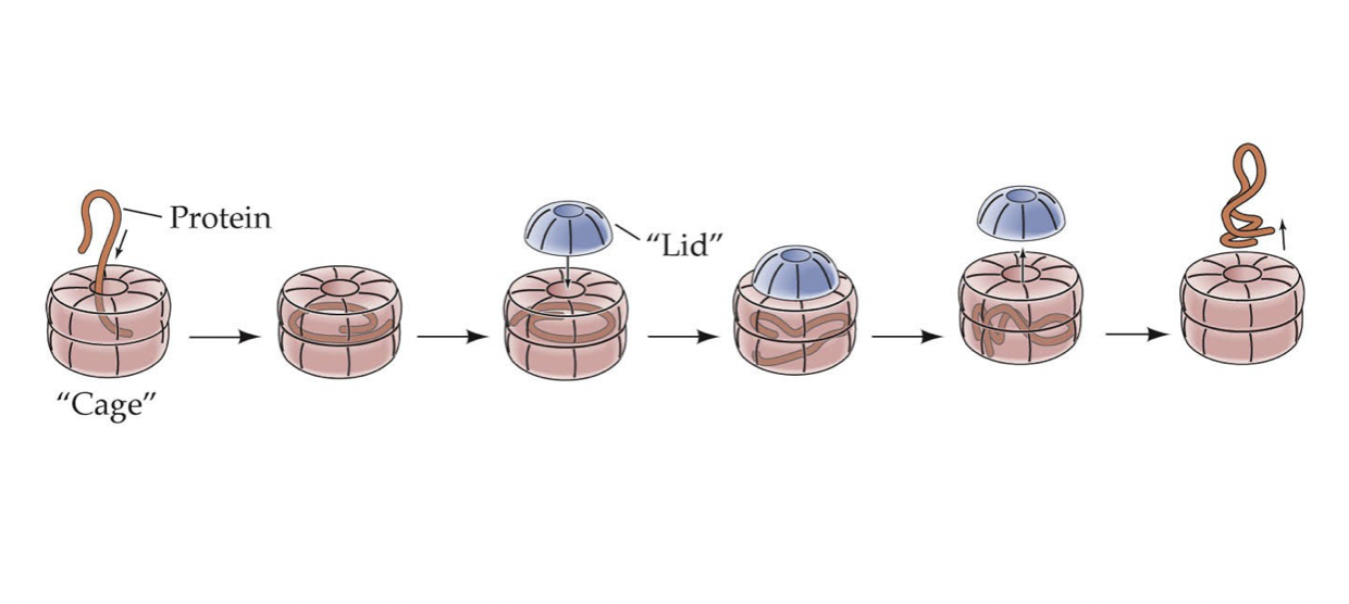 <ul><li><p>Help proteins fold properly after synthesis or unfolding</p></li><li><p>Keep other proteins from interacting inappropriately with eachother</p></li></ul>