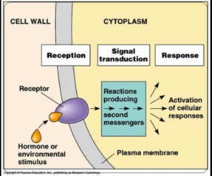 <p>to coordinate their cellular activities, metabolize and better respond to a changing environment.  For example - find food, a mate, develop and grow.</p>