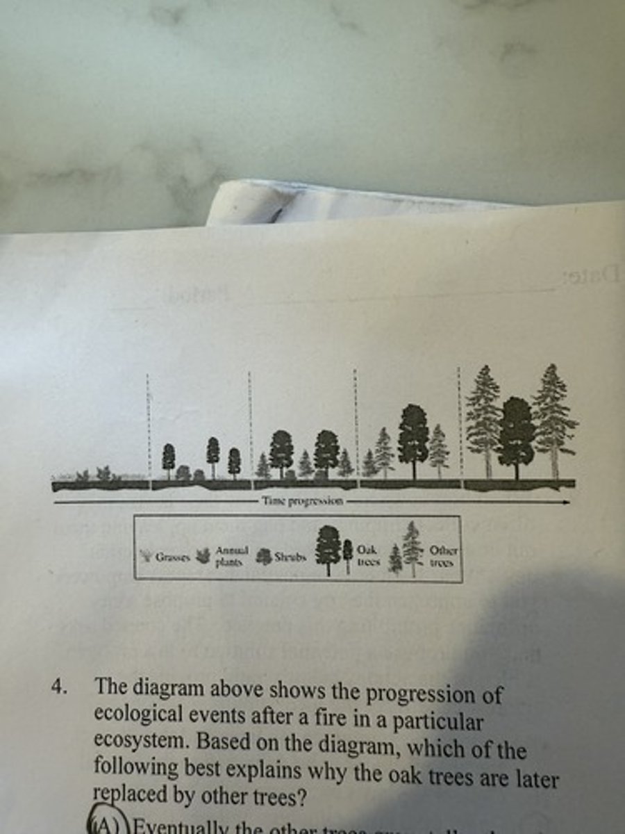 <p>21. Eventually the other trees grow taller than the oak trees and form a dense canopy that shades the understory.</p>