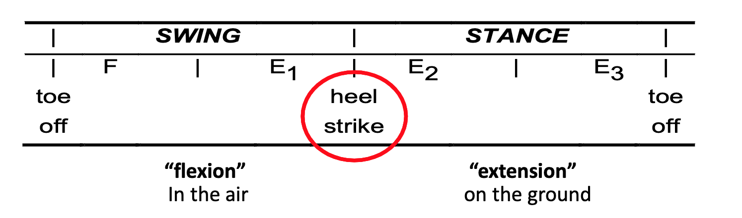 <p>What is the stance phase regulated by?</p>
