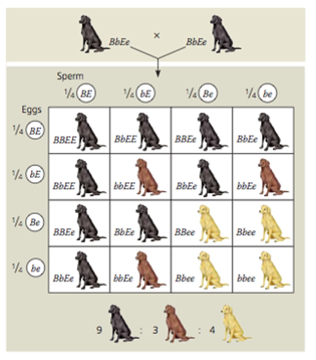 <p>Action of one gene obscures/masks effects of another gene</p><p>(ex. color of Labrador retrievers; controlled by two genes [brown and extension], interaction b/w brown and extension result in three coats not four)</p>