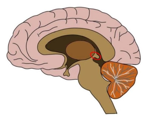 <p>located in the diencephalon, houses the pineal gland</p>