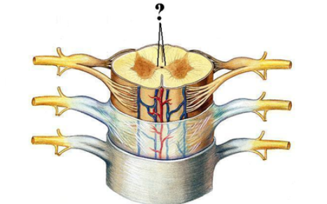 <p><span><span>Identify the indicated structure (be specific).</span></span></p>