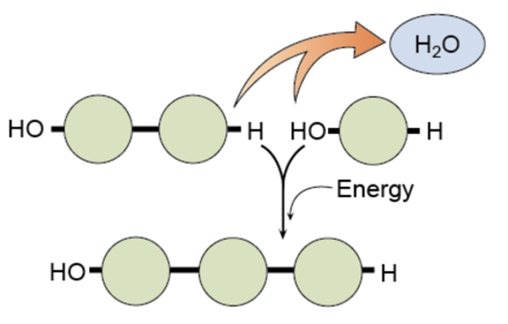 <p>builds up and requires energy</p>