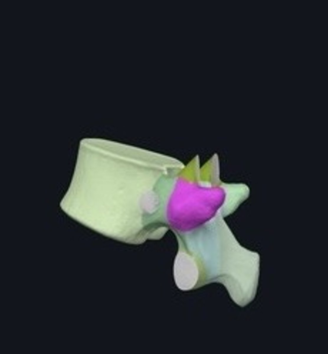 <p>Lateral projections for muscle attachment on vertebrae.</p>