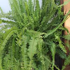 <p>Sword Ferns</p>