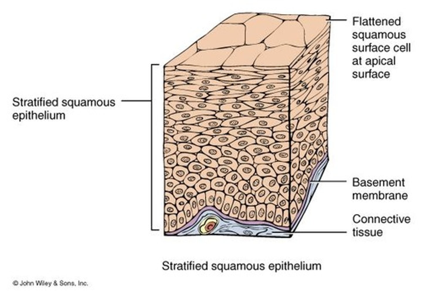 <p>Keratinized has dead surface cells filled with keratin; nonkeratinized has living cells at the surface.</p>