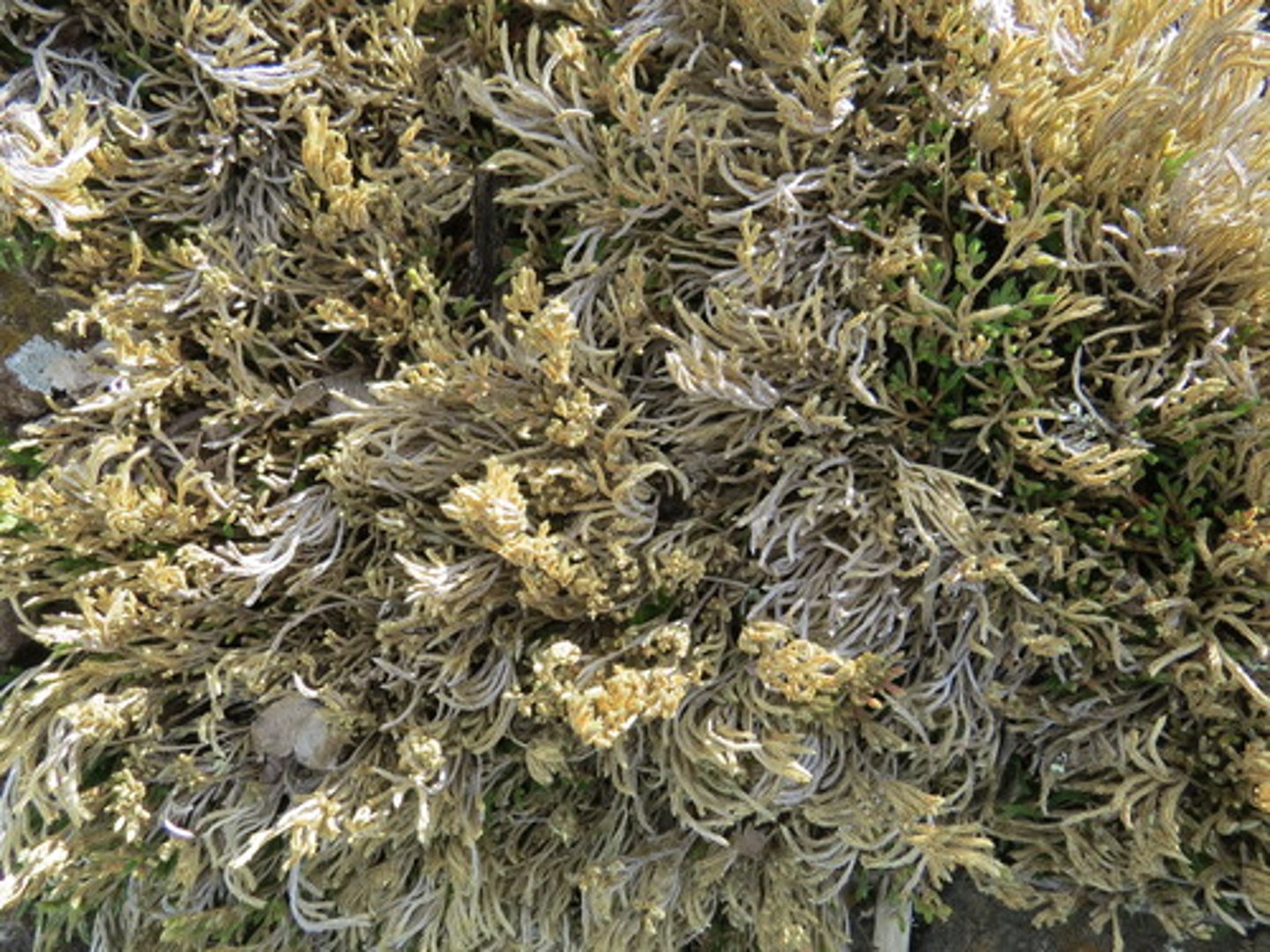 <p>Resurrection plant</p>