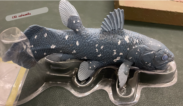 <p>Lobe-finned, with pectoral and anal fins made up of fleshy stalks supported by bones</p><p>tail divided into three lobes</p>