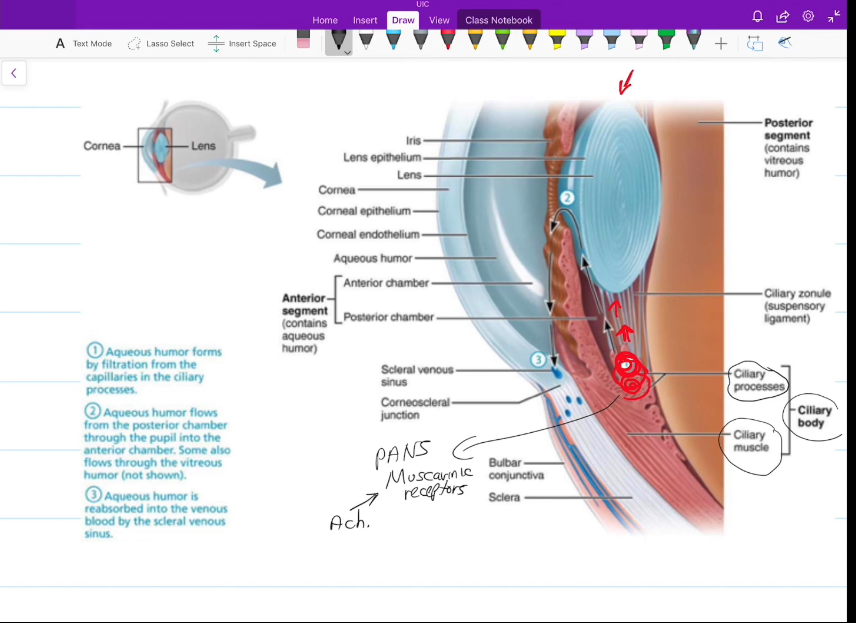 <p>Ciliary body muscles relax and pull the ligaments connected to the lens to make it flat</p>