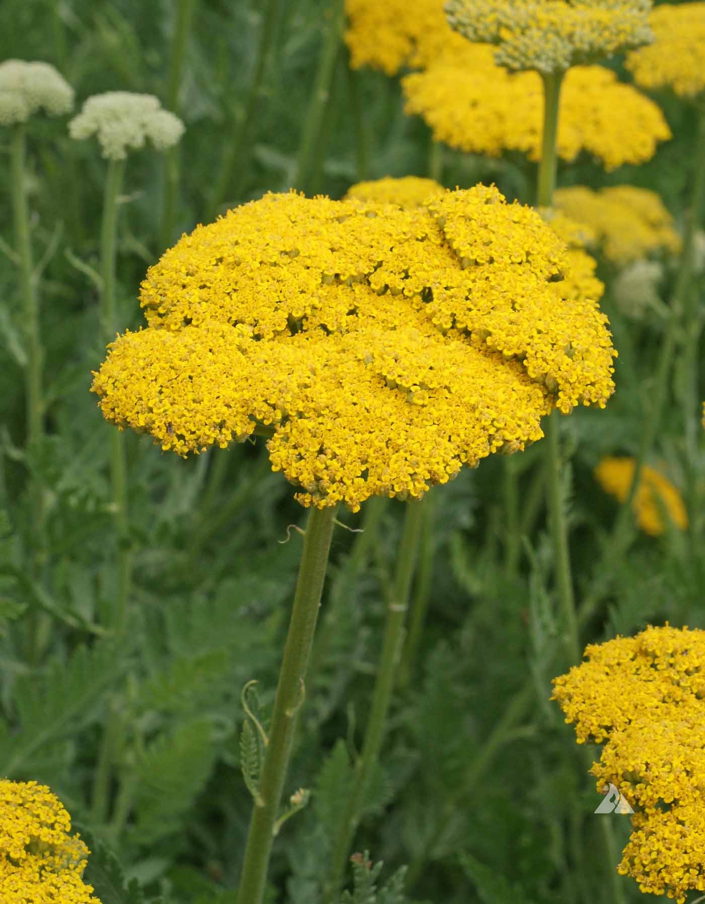 <p>Common Name</p>