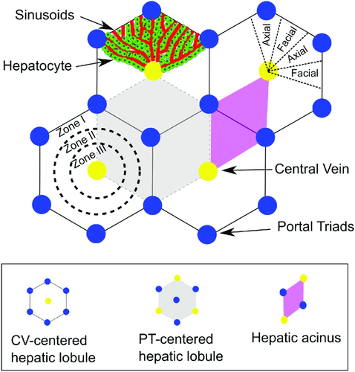 <p>The classic liver lobule is a hexagonal mass of tissue primarily composed of plates of hepatocytes (liver cells), which radiate from the region of the central vein toward the periphery.</p>