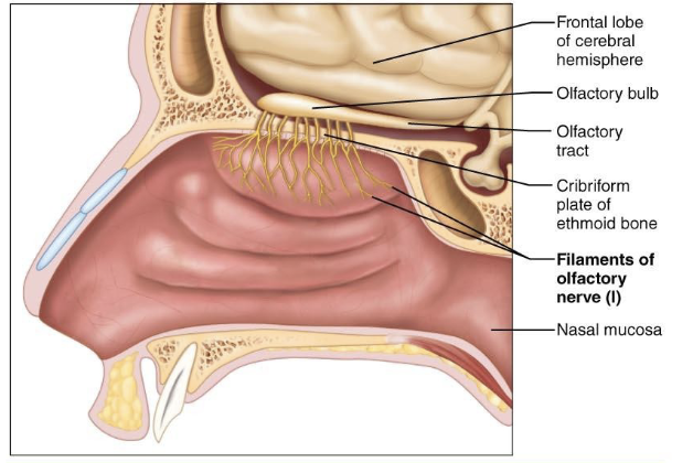 <p>what is component of <span>Cranial Nerve I – Olfactory Nerve?</span></p>