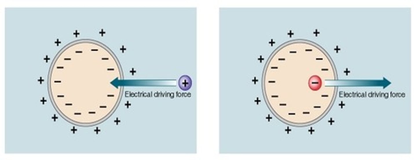 <p>The push or pull on an ion based on its equilibrium potential and membrane potential.</p>